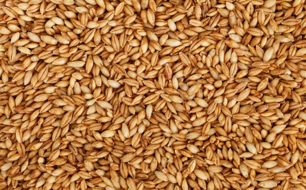 barley-seed