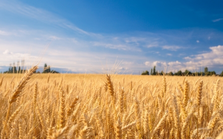 cereals
