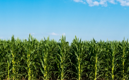 forage-crops