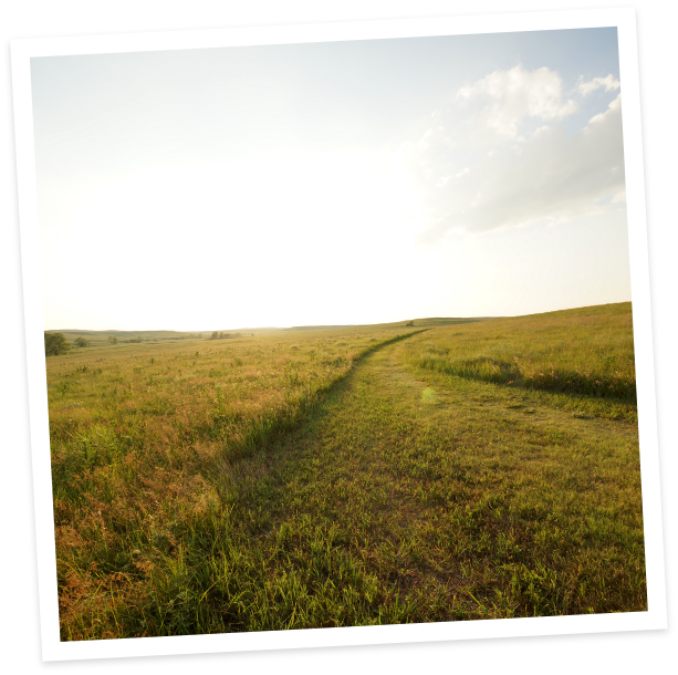 grass