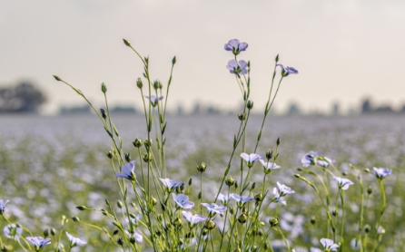 linseed