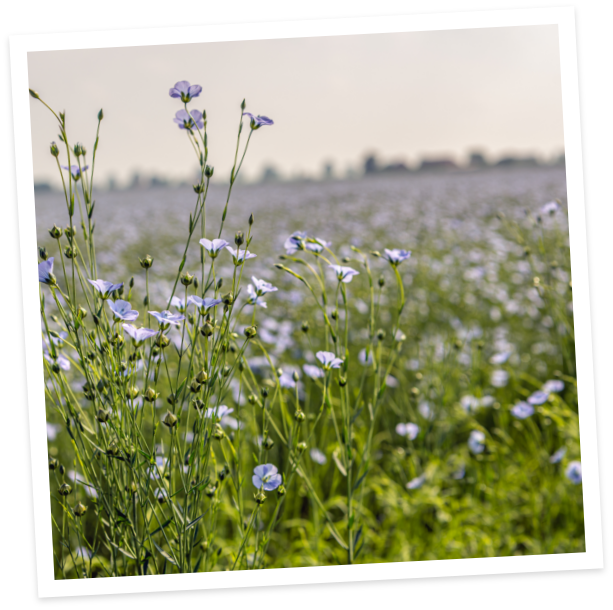 linseed