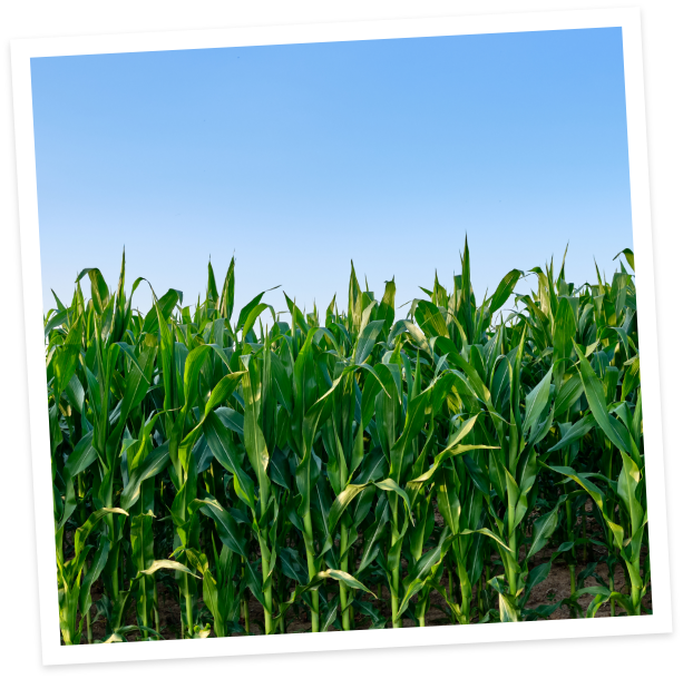 maize