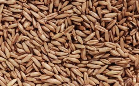 oat-seed