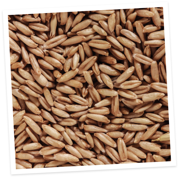 oatseed