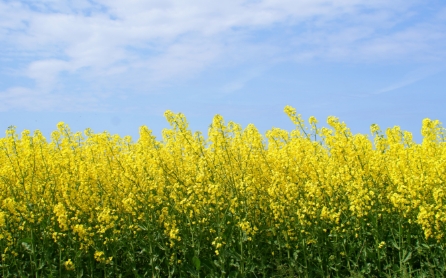 oil-seeds