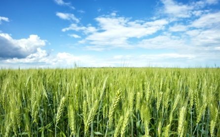 rye