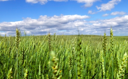 triticale