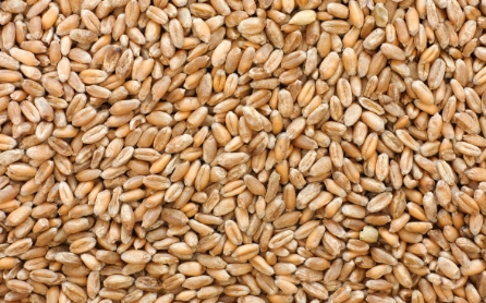 wheat-seed