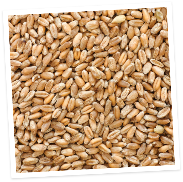 wheatseed